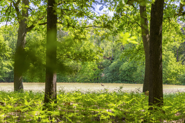 photo 22 Kleine Linderesweg 50