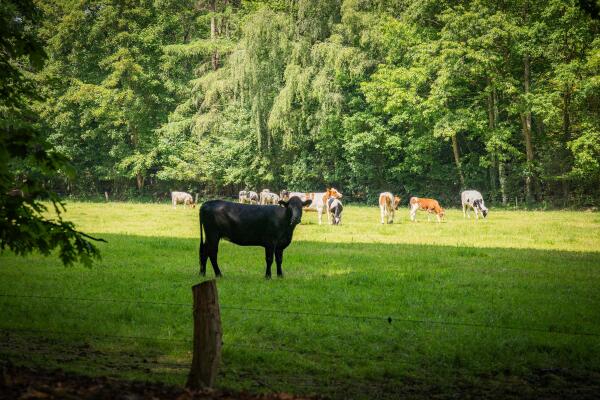 photo 36 Rossweg 3