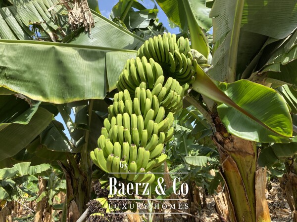 photo 2 Magnificent estate featuring family home and an organic banana plantation