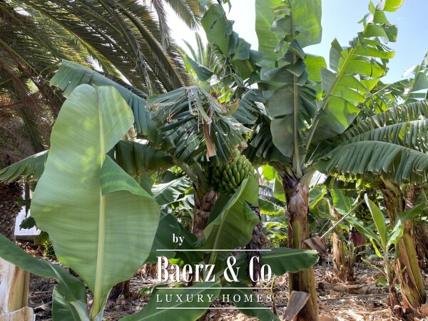 photo 46 Magnificent estate featuring family home and an organic banana plantation